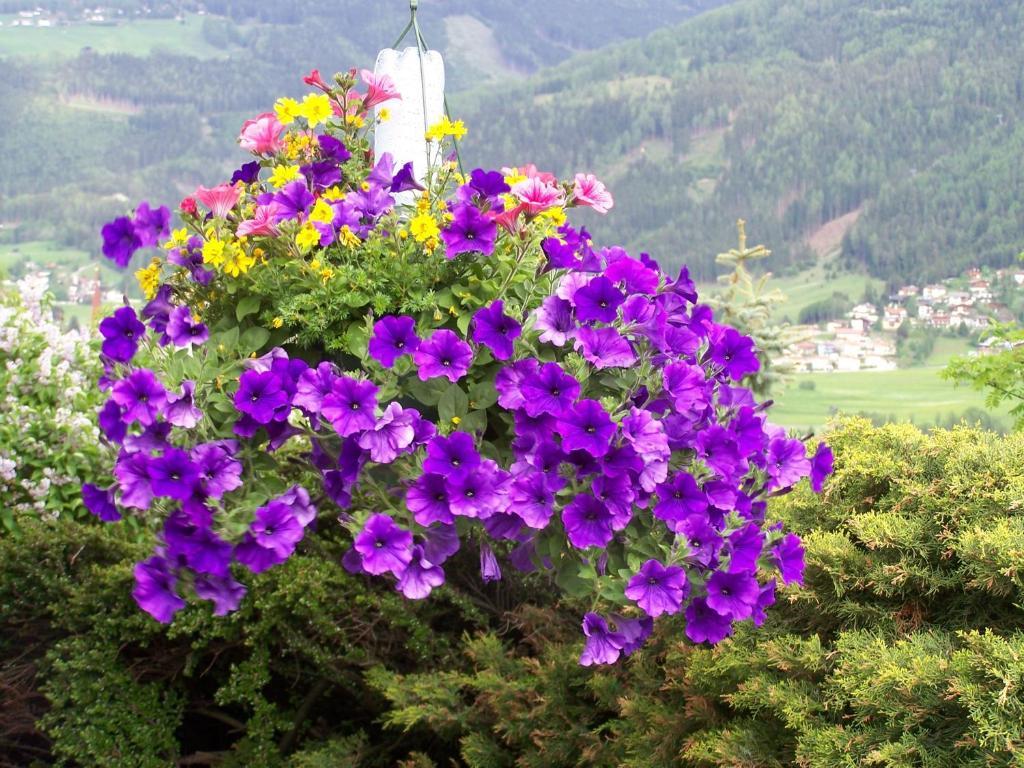 Haus Leitgeb Apartamento Telfes im Stubai Exterior foto
